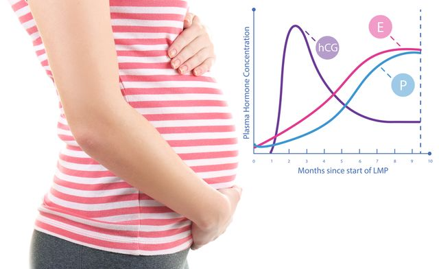 Mengenal Hormon HCG: Peran dan Pengaruhnya pada Kehamilan