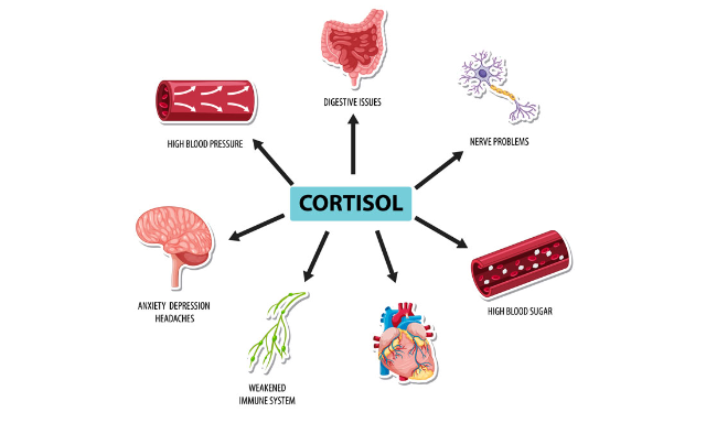 Hormon Kortisol: Pengertian dan Perannya dalam Tubuh Manusia